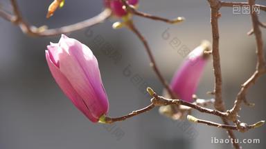 春天里的粉色玉兰花